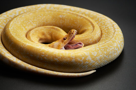 A close-up of an albino python resting on a branch, highlighting its unique yellow and white coloration. The snake is positioned in a tight coil, showcasing its smooth scales and calm demeanor.