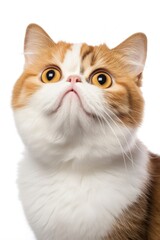 Fototapeta premium Cat portrait mammal animal.