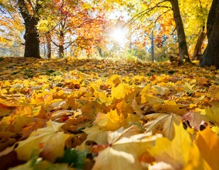 autumn in the forest