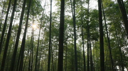 Fototapeta premium forest, tree, landscape, nature, path, autumn, green, mist, mountain, trail, outdoors 