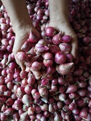 Fresh red onion close up. Harvest concepts. Organic vegetables.