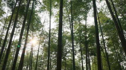 forest, tree, landscape, nature, path, autumn, green, mist, mountain, trail, outdoors
