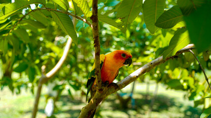 sun conure parrot bird (Aratinga solstitialis) on a wood tree branch