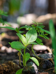closeup of small plant with fresh green leaves 