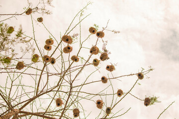 Weaver bird weaver finches building nest