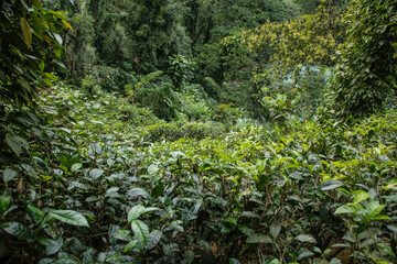 Fototapeta premium high mountain tea plantation in Sri Lanka