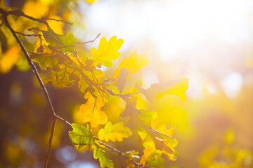 closeup red dry oak tree branch in light of sparkle sun, beautiful natural autumn outdoor background