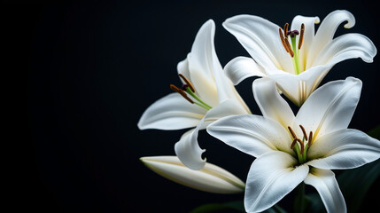 Obraz premium Close-up of elegant white lilies with prominent stamens against a dark background. The image showcases the intricate details and delicate textures of the petals and pollen.