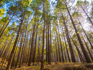 spring dense pine forest with light young needles