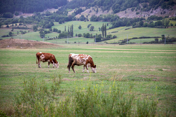 Two cows grazing, among the green fields and mountains, Pescocostanzo, Abruzzo, Italy