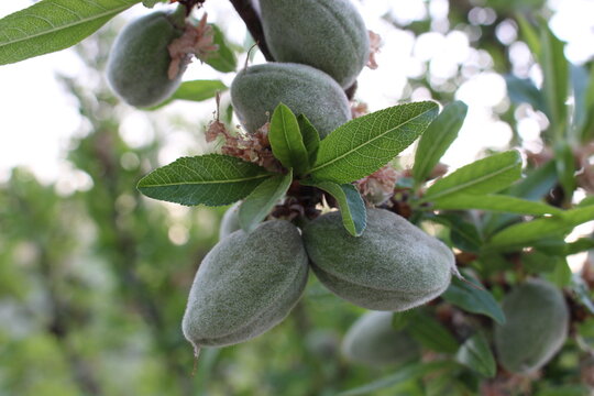 Unripe Guara almonds on a tree in Valle de Uco, Mendoza. Argentina