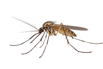 scale balance of bitcoin and stack gold in blue background