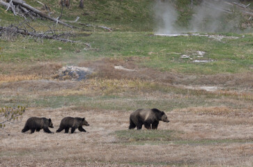Grizzly Bear Sow and Cubs in Springtime in Yellowstone National Park Wyoming