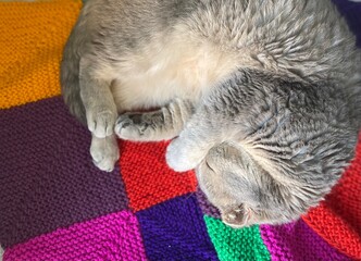 Nice cute sleeping scottish cat on the knitted handmade blanket cozy photo 