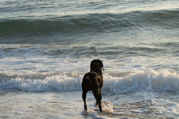 Black labrador retriever dog frolicks in the ocean surf, in Nags Head North Carolina