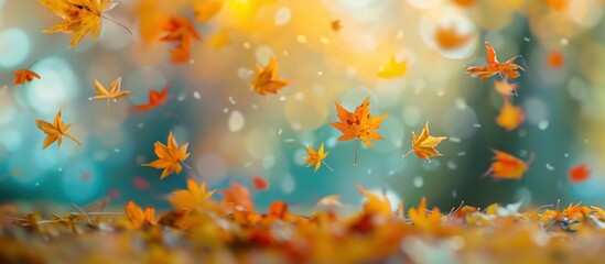 Autumn leaves leaf falling colors.