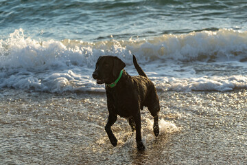 Black labrador retriever dog having fun playing in the ocean