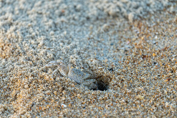 Ghost crab emerging from its hole in the sand