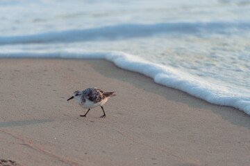 Sanderling bird runs away from the surf of the Atlantic Ocean, looking for food. Nags Head, North Carolina