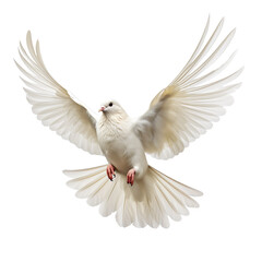 Fototapeta premium Dove Flying isolated on transparent background