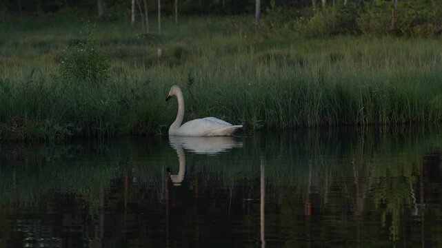 Whooper Swan, Cygnus cygnus, big white bird in the taiga lake in the summer forest, Kuhmo, Finland. Piar of swans in nature habitat. Euurope, wildlife nature.