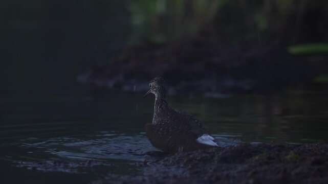 Green Sandpiper, Tringa ochropus, bird near the water, Kuhmo, Finaland. Sanpiver in the forest lake, bank with grass, Europe. Grey white spotted bird in the nature habitat, wildlife.