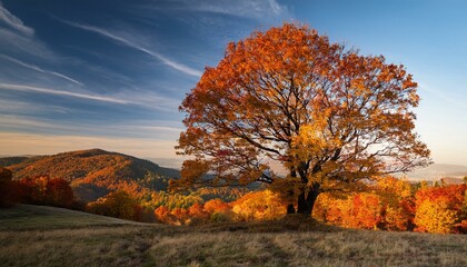 Fototapeta premium tree with yellow leaves