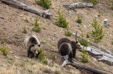 Grizzly Bear Sow and Cubs in Springtime in Yellowstone National Park Wyoming