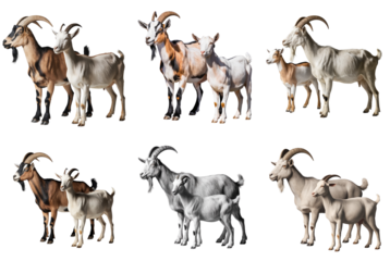 Set of Variety of Goats in Different Poses on Transparent Background