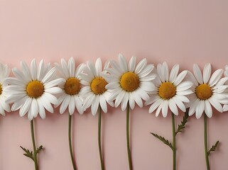 Obraz premium White Daisies on Pink Background Floral Border Spring Flowers Nature Beauty
