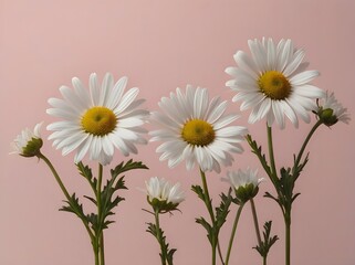 Fototapeta premium White Daisies on Pink Background Floral Photography