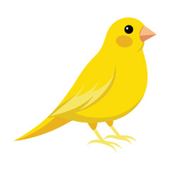 Illustration of Canary bird isolated on white