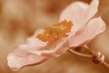 Nahaufnahme von der Blüte einer Japanischen Herbstanemone in Peach Fuzz