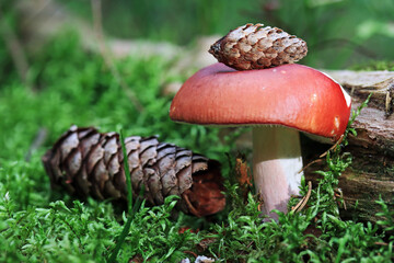 Der Flammenstiel-Täubling ist ein rot-weißer Pilz. Roter Pilz mit Fichtenzapfen