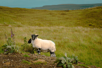 Sheeps in the Isle of Skye. Highlands of Scotland. Scotland, United Kingdom. Loch Ness. © Topillo
