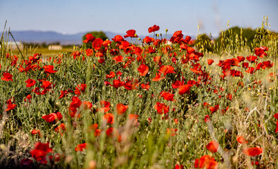 Désert de Bardenas en Espagne