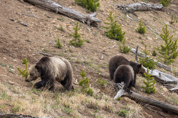 Grizzly Bear Sow and Cubs in Springtime in Yellowstone National Park Wyoming