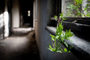 Small plant growing in the windowsill of an abandoned building