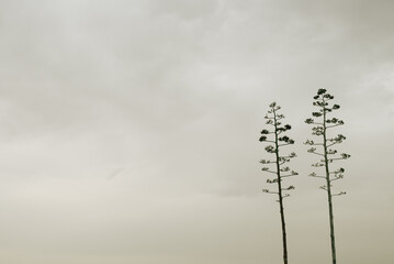 Three tall thin trees standing under cloudy sky