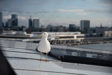 Obraz premium Cityscape and port of Tallinn , the capital city of Estonia Europe