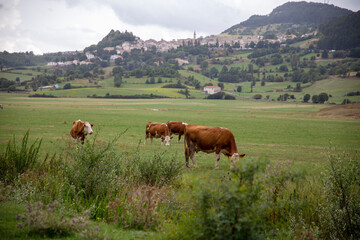 Small herd of cows grazing with the background of the green mountain nature and the village,...