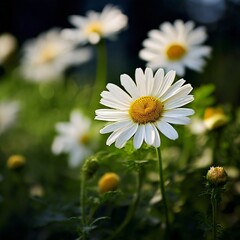 chamomile flower full depth of field