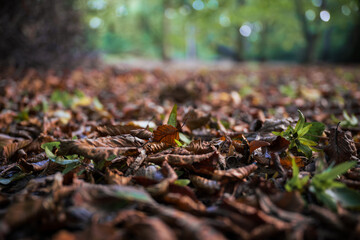 Leaves fallen on forest floor in Autumn