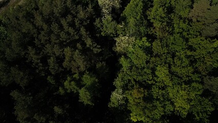 Aerial View of Forest with White-Blooming Trees This aerial view from a drone captures a dense forest with a few trees in bloom, displaying white flowers. The contrast between the vibrant green canopy