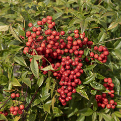 Baies de Nandina domestica