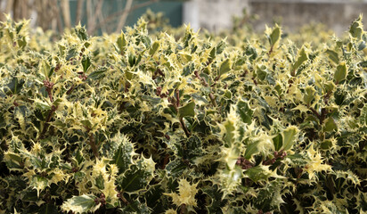 Houx ‘Ilex aquifolium Argenteo marginata'	