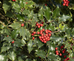 Ilex aquifolium en hiver