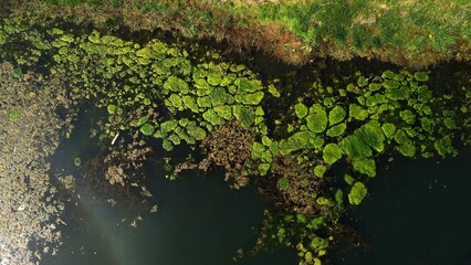 Aerial Top-Down View of Lake with Moss-Like Green Elements, Brown Leaves, and Subtle Rainbow This top-down aerial view from a drone features a lake with a surface covered in moss-like green elements a