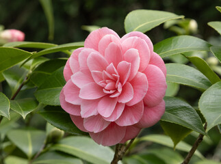 Camelia rose	