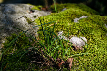 green moss on the stone